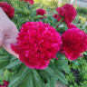 Пион Red Charm
