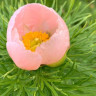 Пион тонколистный розовый (Paeonia tenuifolia Rosea)