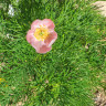 Пион тонколистный розовый (Paeonia tenuifolia Rosea)