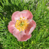 Пион тонколистный розовый (Paeonia tenuifolia Rosea)