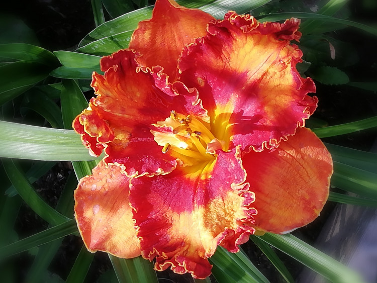 Лилейник (Hemerocallis) Puerto vallarta 