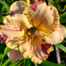 Лилейник (Hemerocallis) Undefinable 