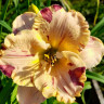 Лилейник (Hemerocallis) Undefinable 