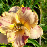 Лилейник (Hemerocallis) Undefinable 