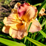 Лилейник (Hemerocallis) Undefinable 