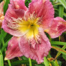 Лилейник (Hemerocallis) Believe 