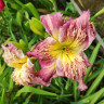 Лилейник (Hemerocallis) Believe 