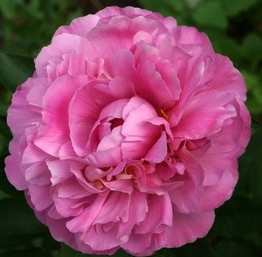 Пион Юлишка (Juliska)