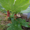 Подофиллум версипелле (Podophyllum versipelle)