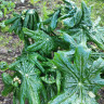 Подофиллум версипелле (Podophyllum versipelle)