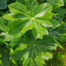 Подофиллум версипелле (Podophyllum versipelle)