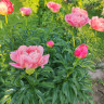 Пион Coral Charm (Корал Чарм)