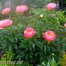 Пион Coral Charm (Корал Чарм)